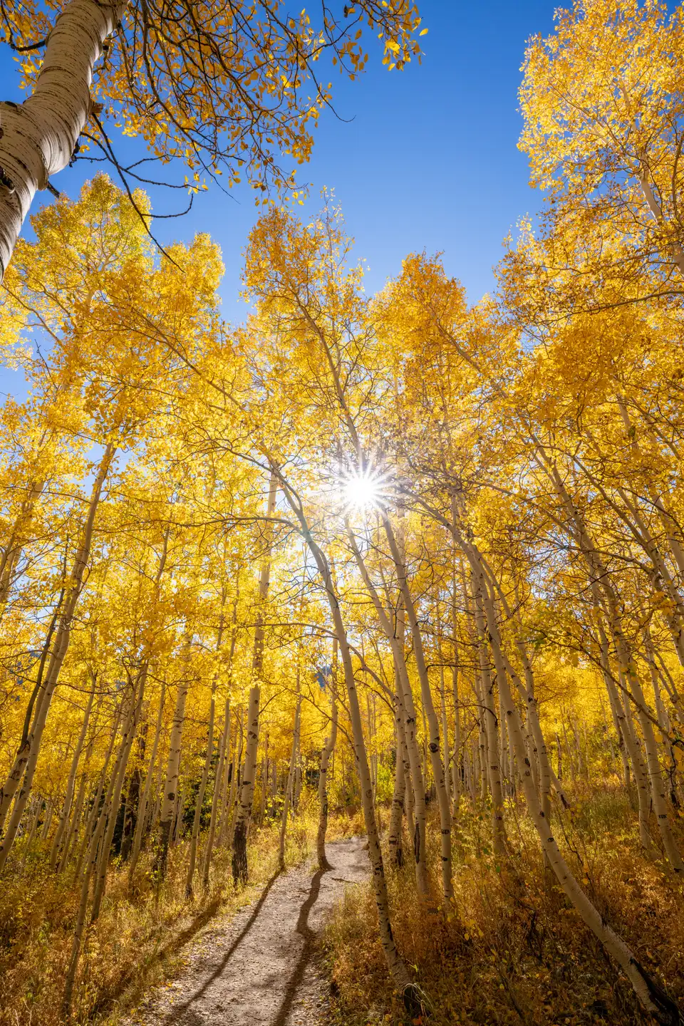 Path through an autumn aspen forest with yellow leaves on the trees and ground.