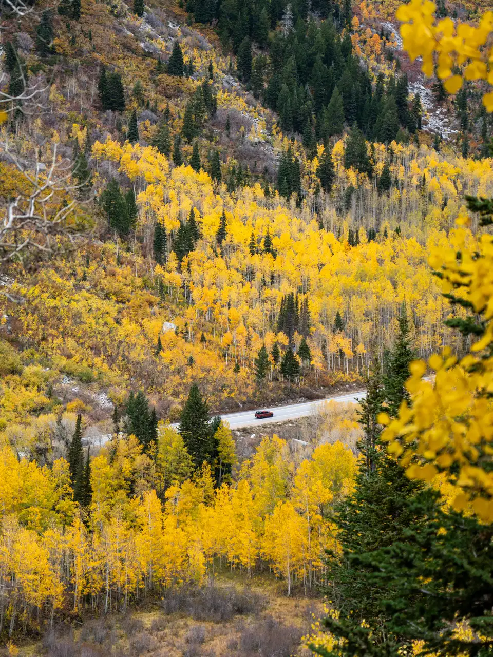 Mountain road through yellow autumn trees, extending into the distance.