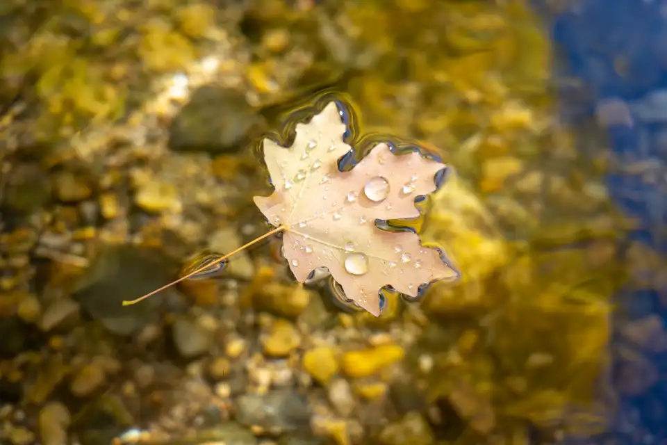 Autumn leaf floating in a stream at Sundance, with the yellow leaf on the water surface.