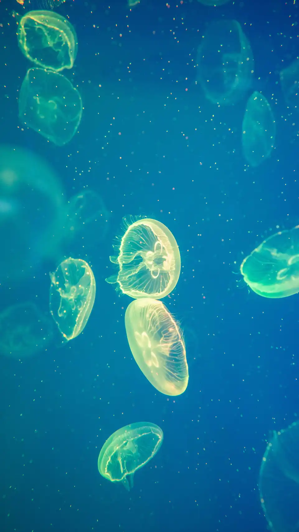 Jellyfish in an aquarium at Shanghai Haichang Ocean Park, with translucent bodies floating in water.